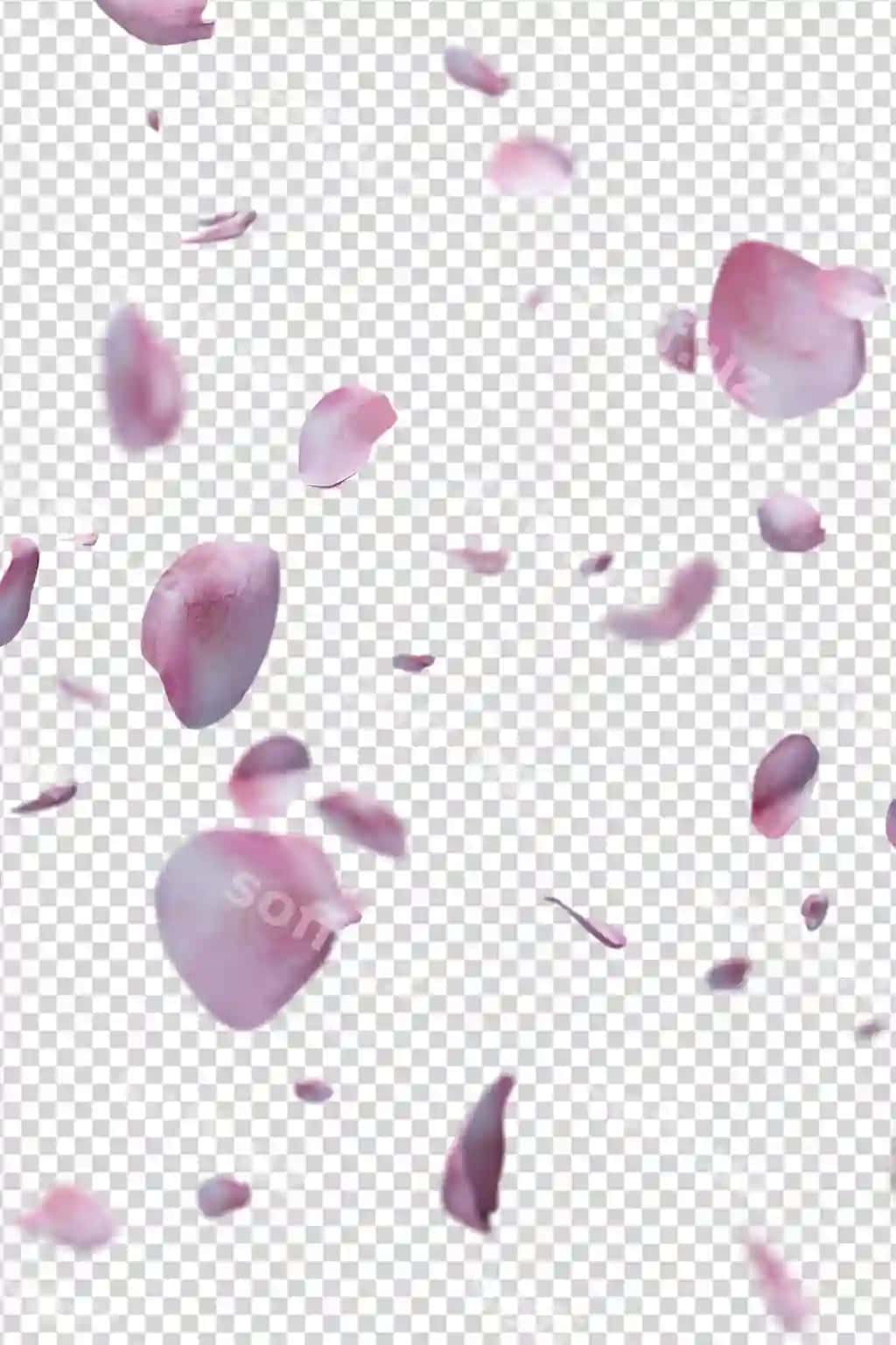 Gul murchilari uchish romantik qatlam | Rose petals flying romantic overlay
