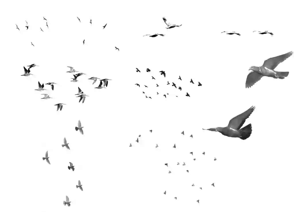Qushlarning cho'tkasi effekti | Birds brush effect