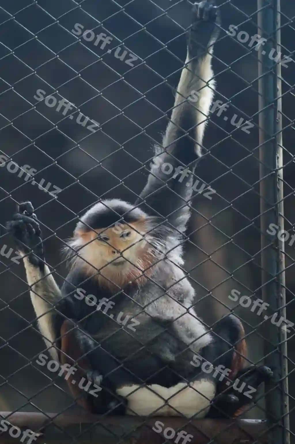Mandalalar Thaiman Milliy hayvonot bog'otisida bopiq o'tirgan | Monkeys sitting cage thailand national zoo