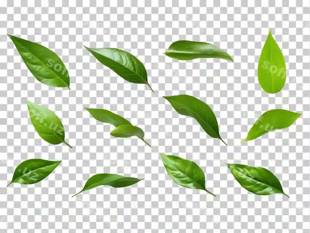 Yashil choy yaproq to'plami orqa fonda shaffof PNG PSD | Green tea leaf collection isolated transparent background png psd