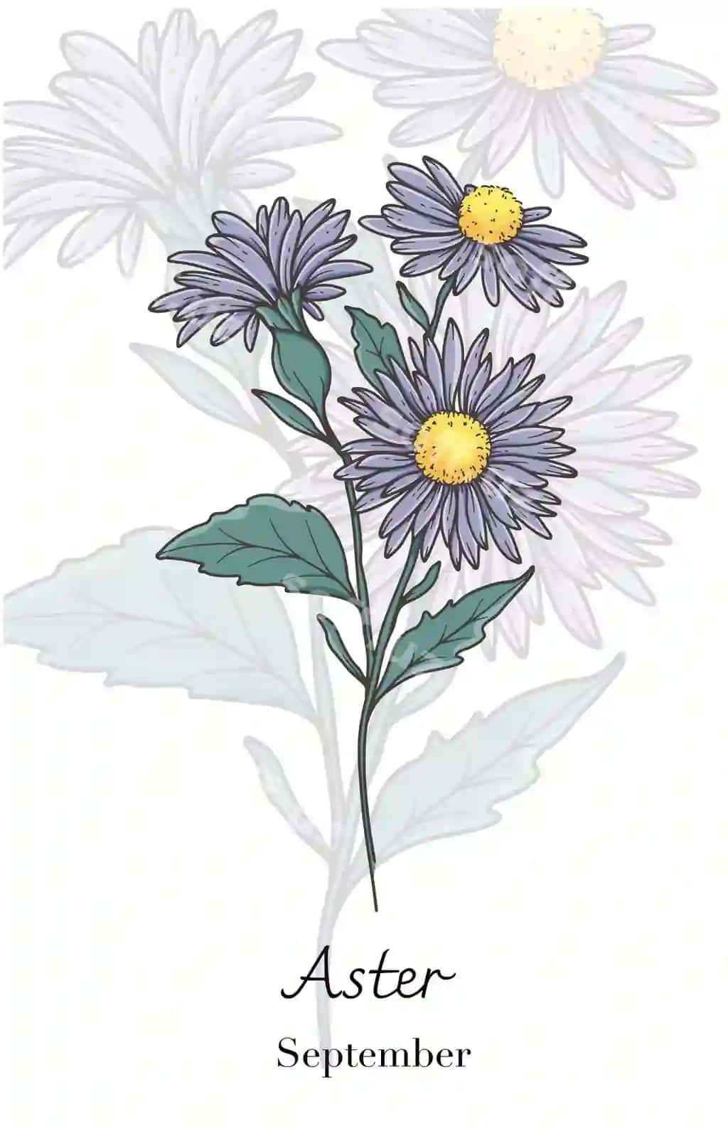 Aster chizma san'ati Aster gul vektor illustratsiya Sentabr tug'ilishi | Aster line art aster flower vector illustration september birth