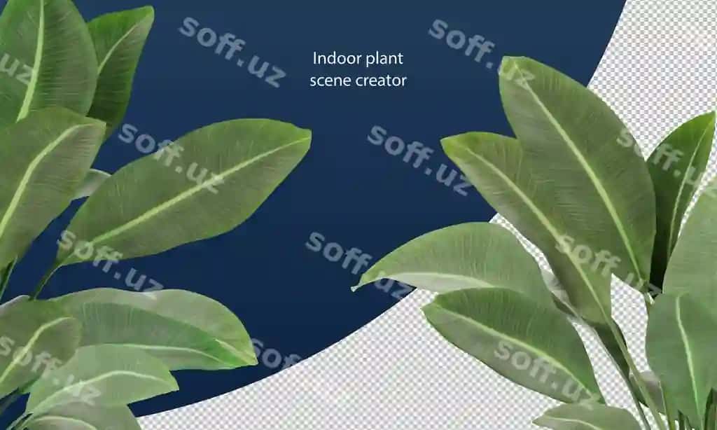 Strelitzia nicolai yaproqlari o'simlik yaproqlari sahna dekoratsiyasi | Strelitzia nicolai leaves plant leaves scene decoration