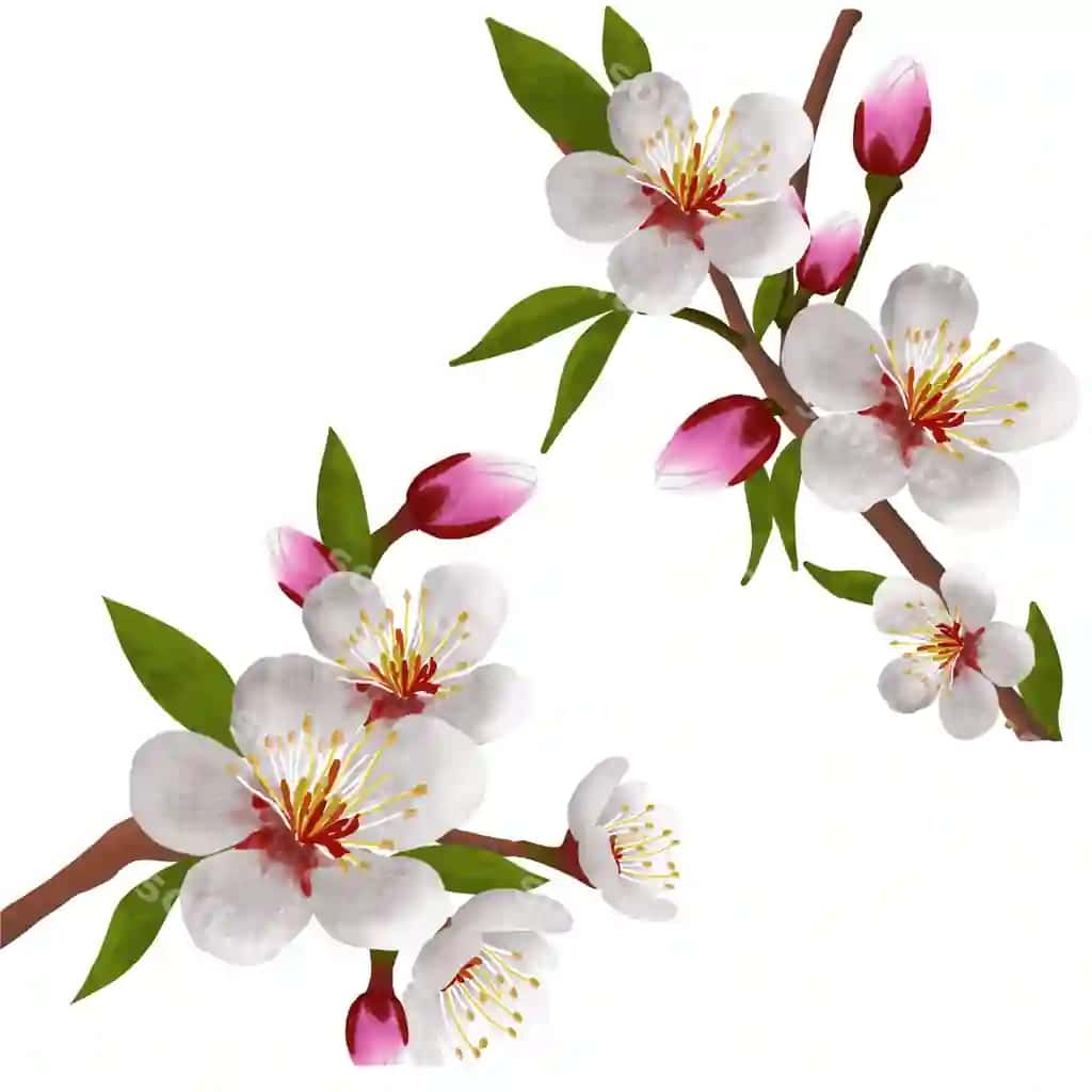 Tung blossom | Tung blossom