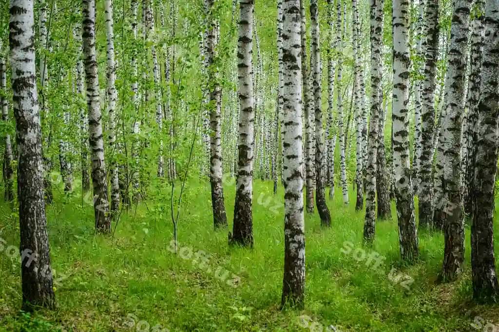 Qayinzorni ko'rish | View birch grove