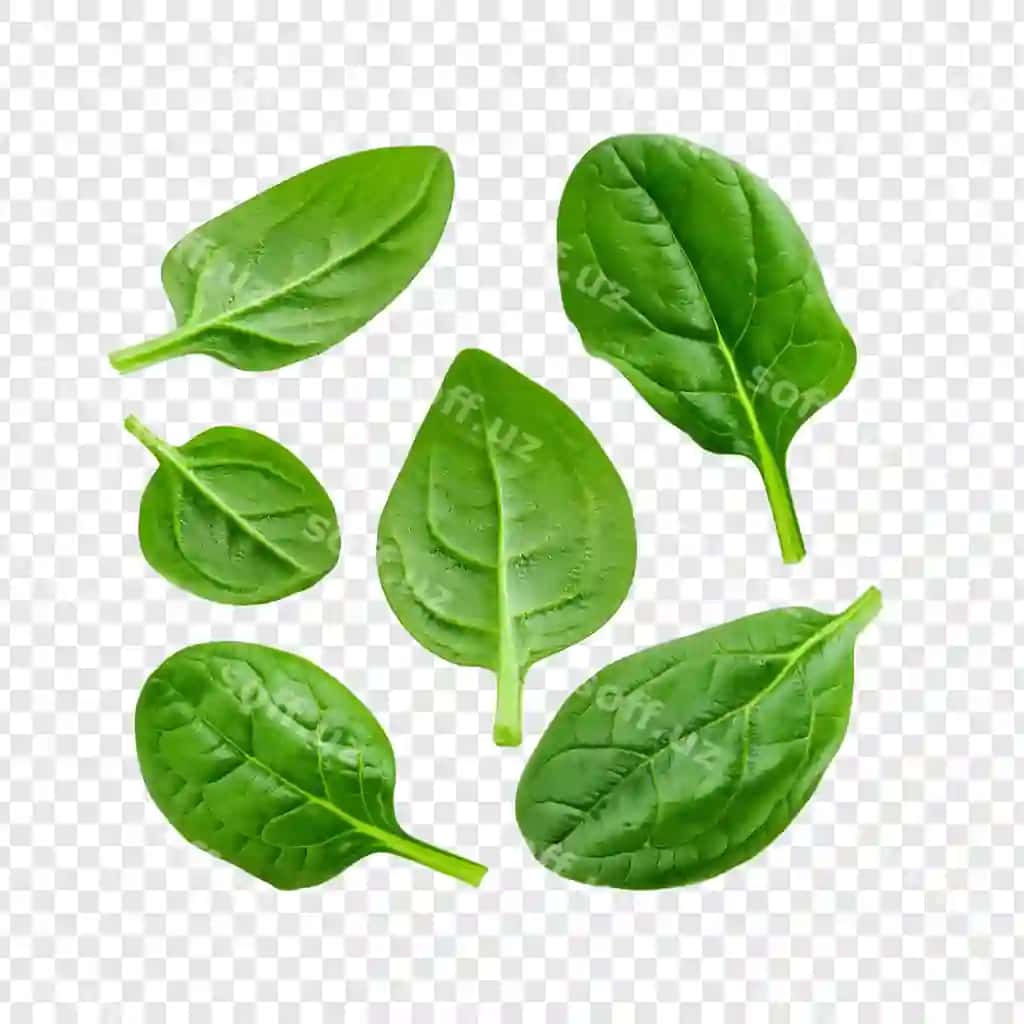 Yashil bazil varatlari shaffof orqa fonda komplekti | Set green basil leaves transparent background