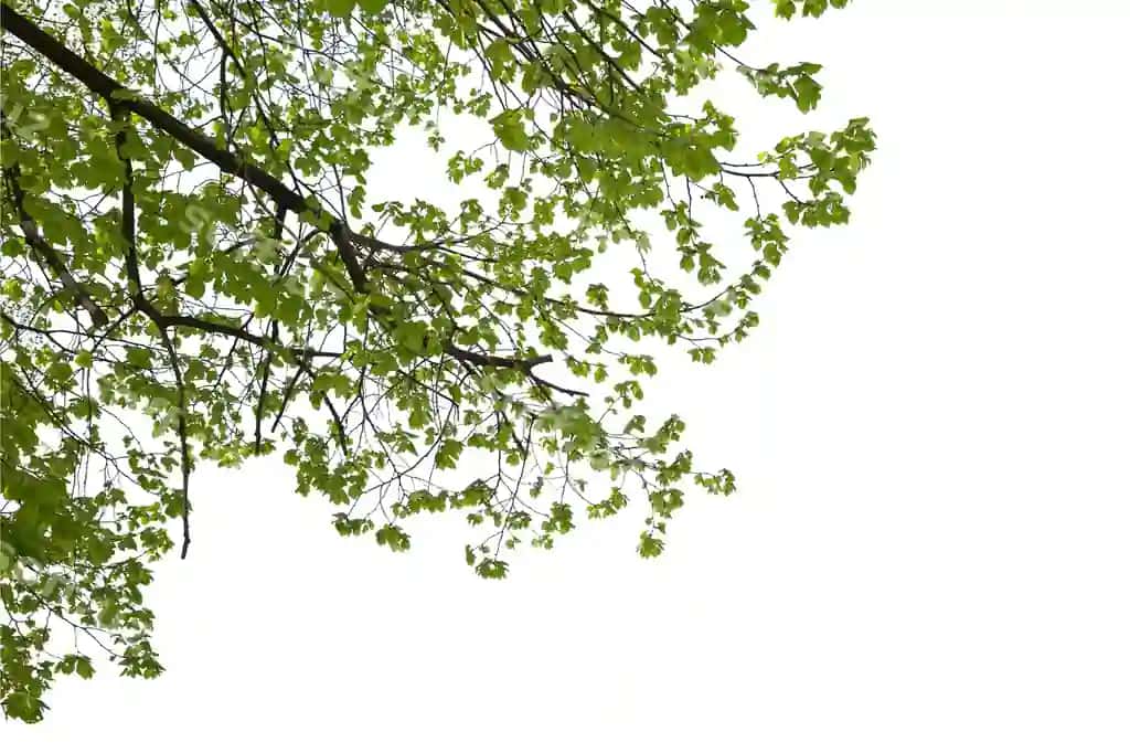 Tabiiy barg naqshlari bilan ajoyib daraxt soyabon manzaralari | Stunning tree canopy views with natural leaf patterns