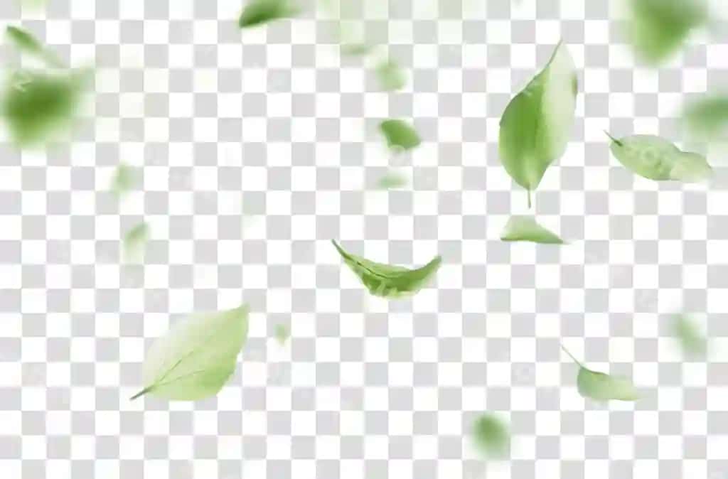 Png yashil gul qismlari suziluvchi orqa fon varaqlar taze | Png green petals floating background leaves fresh