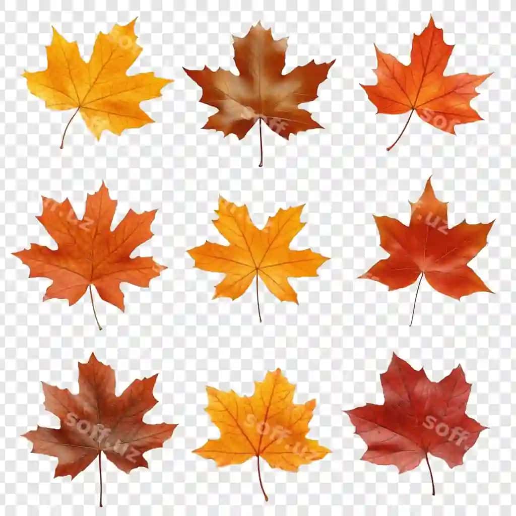 Kuz yaproqlari to'plami | Collection fall foliage