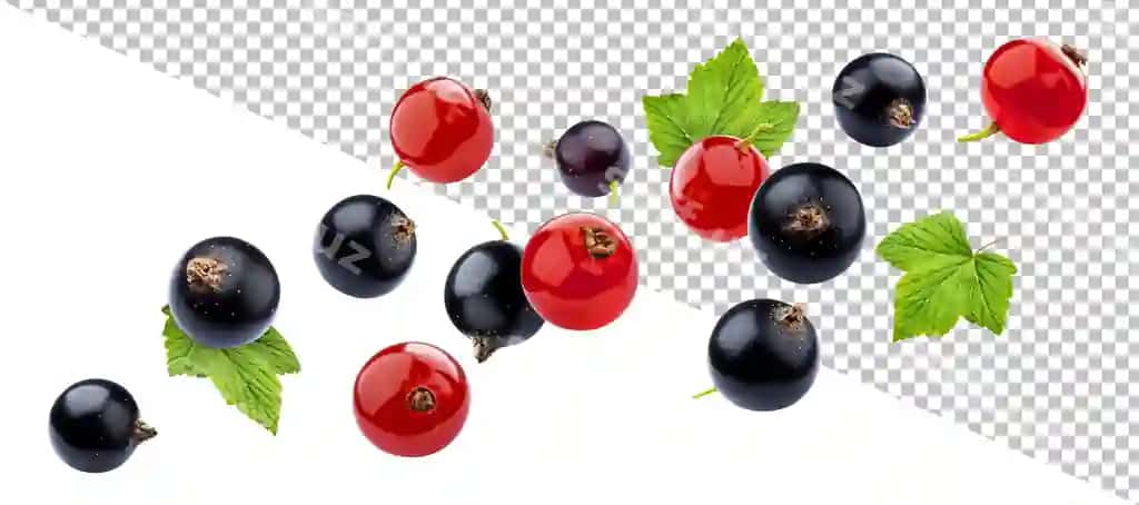 Qizil qora mevalar ajraltirilgan oq fon bilan klipping yo'li | Red black currant isolated white background with clipping path