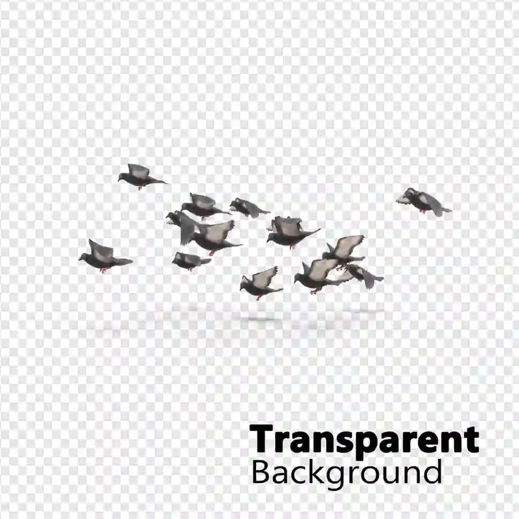 Qushlar shaffof fon | Birds transparent background