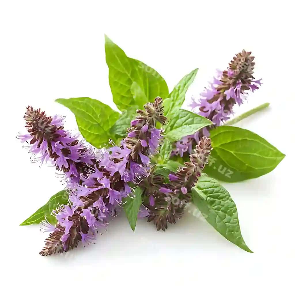 Oq fon bilan ajratilgan agastache | Agastache isolated with white backgroundclose up