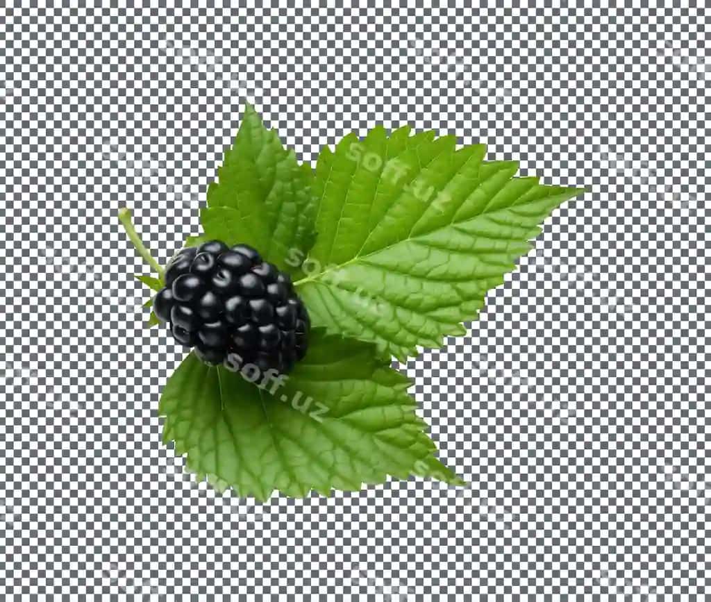 Go'zal brombea varaq bilan shaffof fonda ajraltirilgan | Beautiful blackberry with leaf isolated transparent background