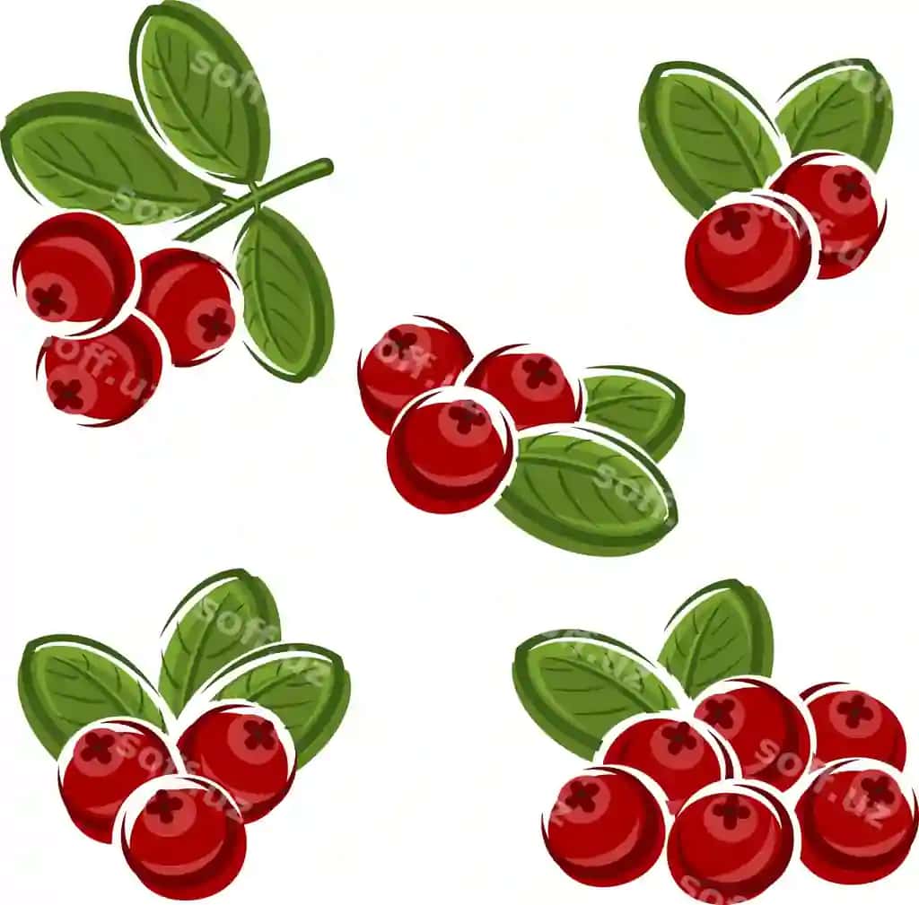 Kızılcık to'plami vektori | Cranberry set vector