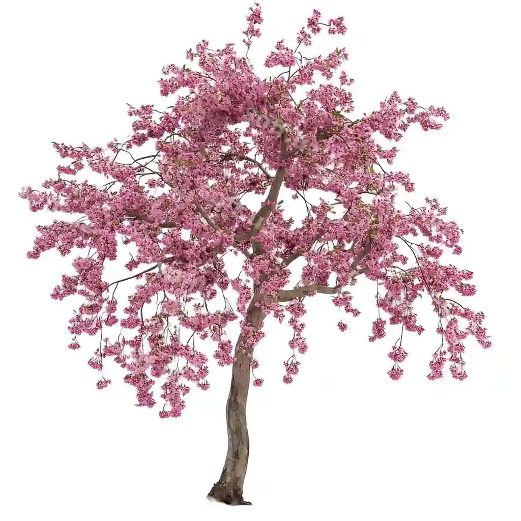Kesilgan bino vizualizatsiyasi chery gullari psd fayl shaffof fon | Cutout archviz cherry blossom psd file transparent background