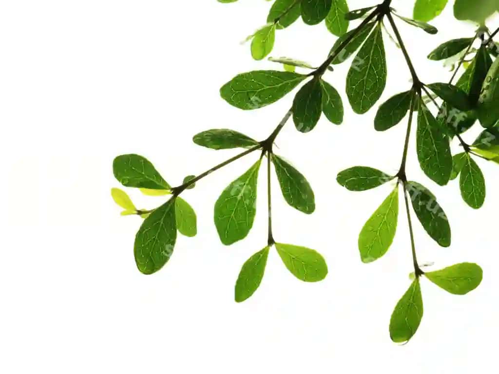 Yaqin baroklar oq fonda | Close up leaves against white background