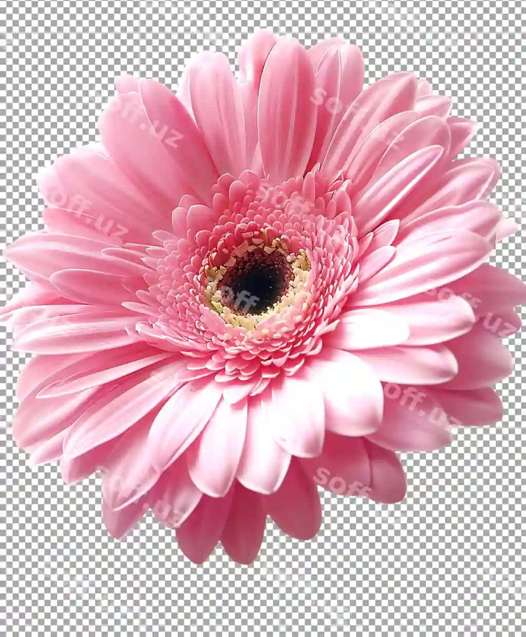 Pushti gul png izolyatsiya qilingan shaffof fon | Pink flower png isolated transparent background