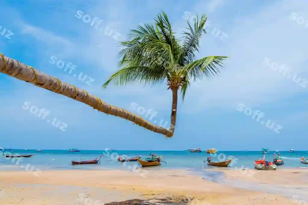 Nong'on palm chiqlovi osmon yoz plyaj bilan | Coconut palm tree with sky summer beach