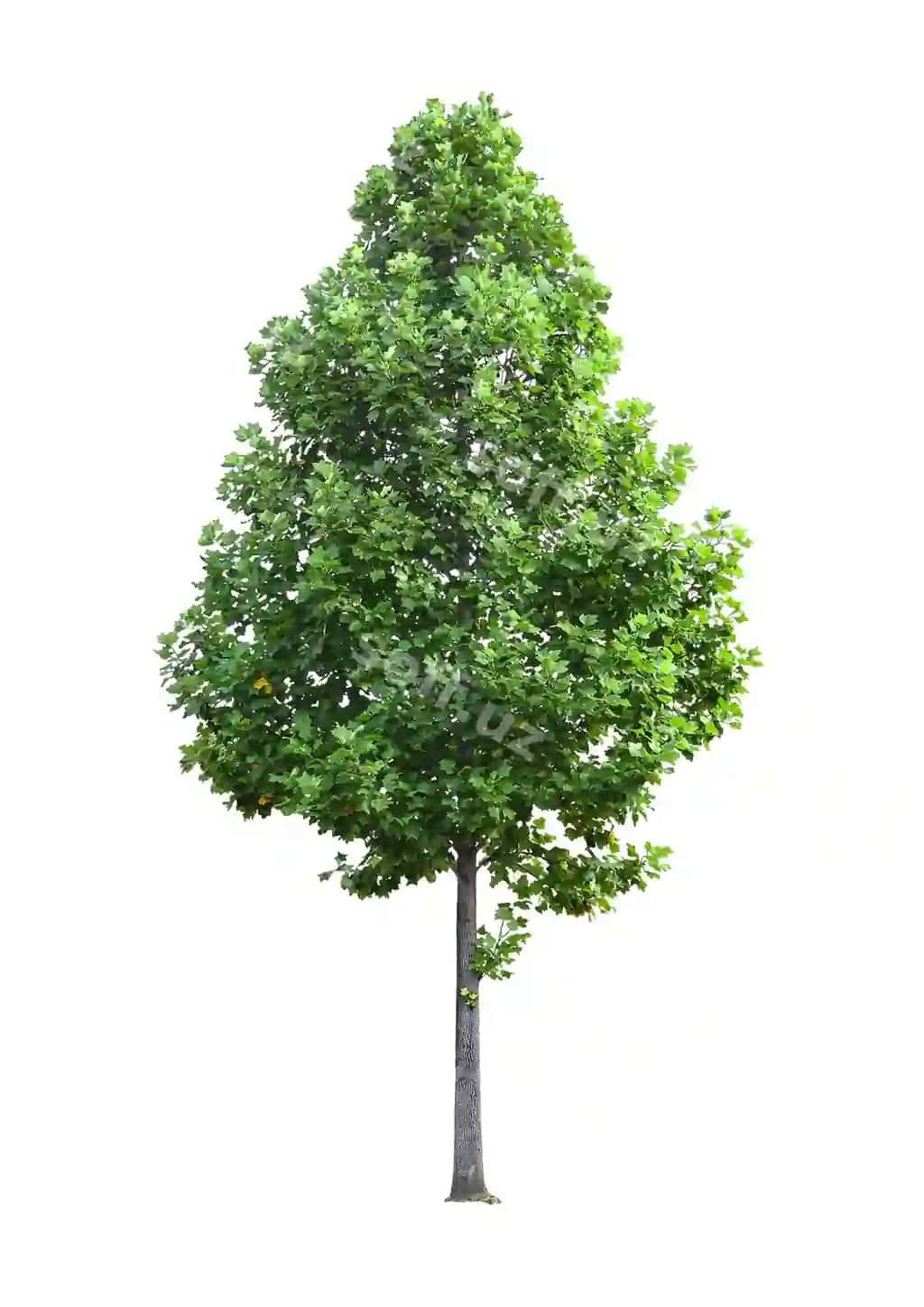 To'plam daraxti yuqori rezolyutsiyada asl fonda ajratilgan | Collection tree high resolution with cut out original background