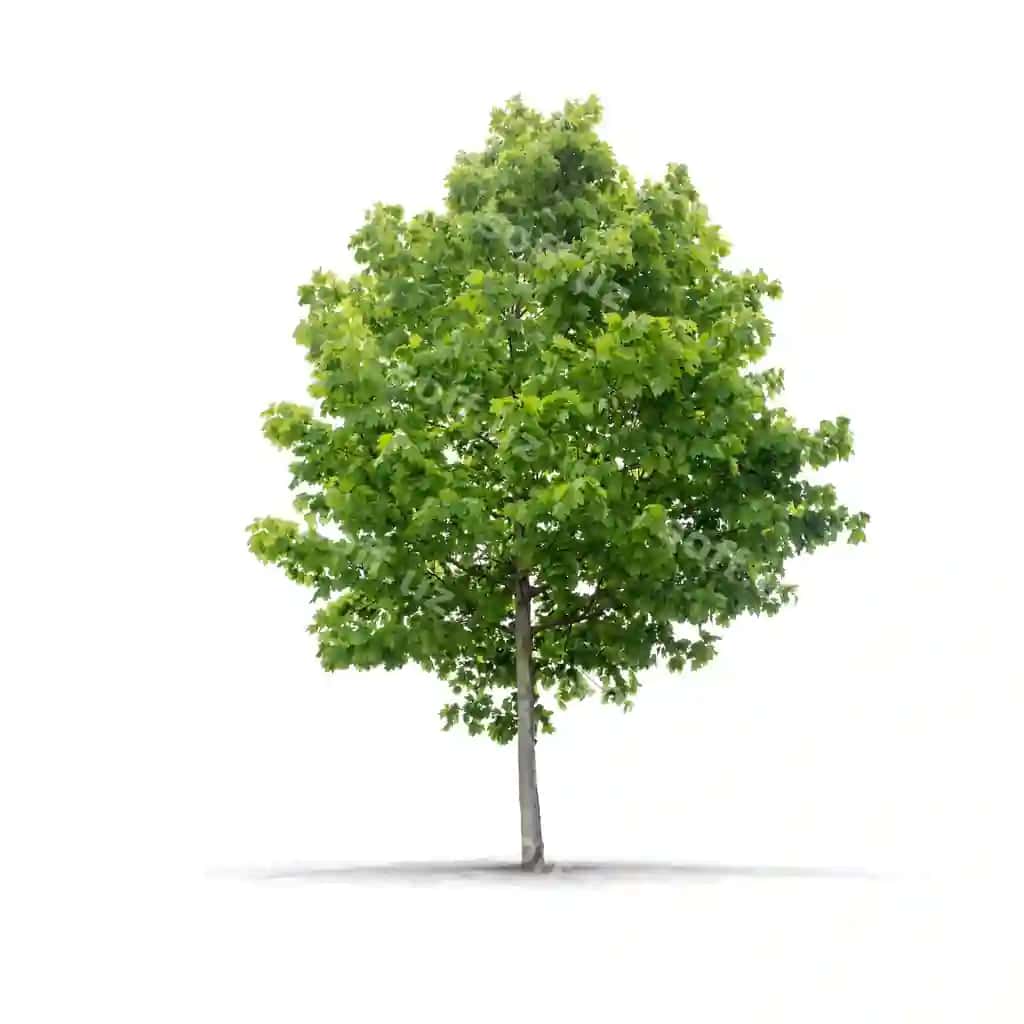 Yashil daraxt oq fon | Green tree white background