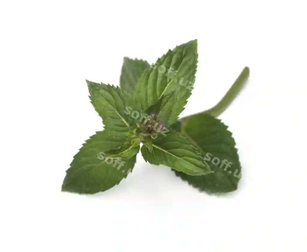 Yangi yashil nane varatlari oq ajraltirilgan | Fresh green mint leaves isolated white