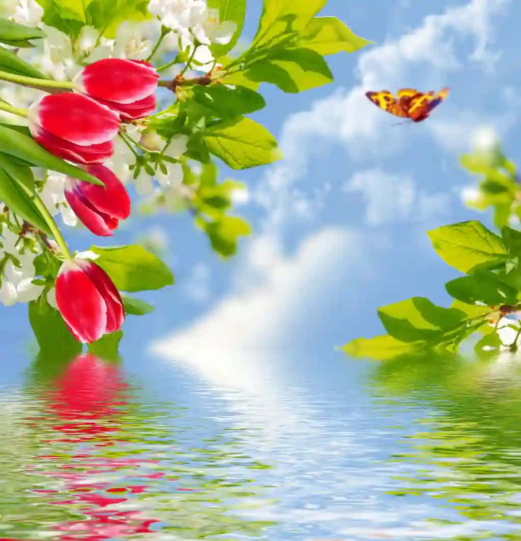 Gullash shoxi olma lolalari yorqin rang-barang bahor gullari | Blossoming branch apple tulips bright colorful spring flowers