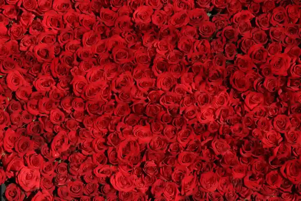 Gullar | Flowers