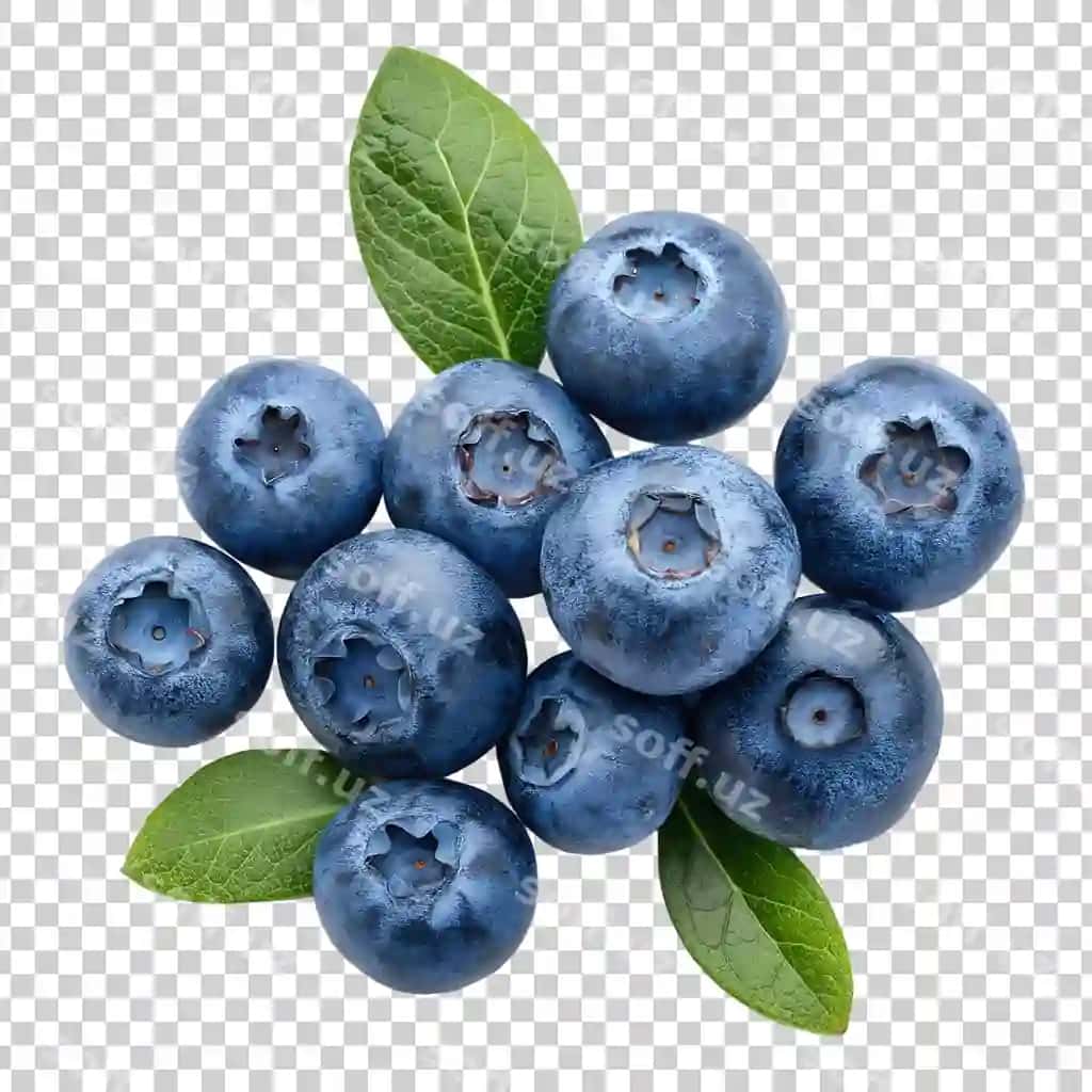 Go'zal yaproq klipart shaffof orqa fonda | Beautiful blueberry clipart transparent background