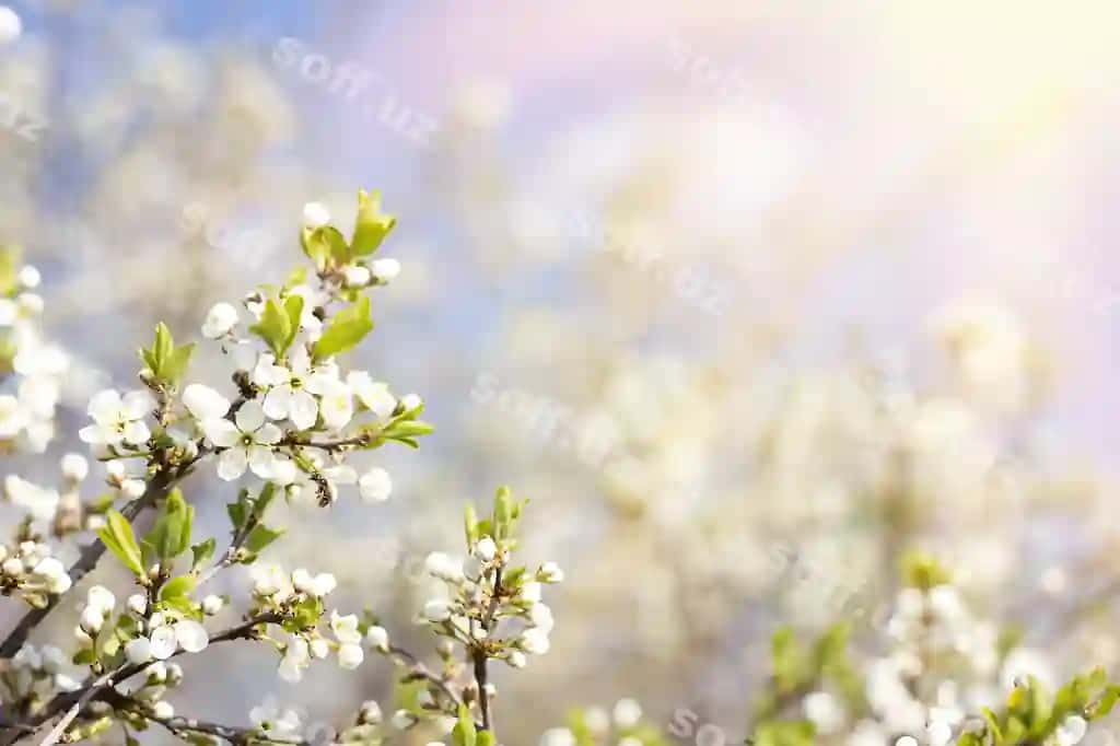Gulchiq daraxt tikchalari yosh sirimoq tikchalari gullar bilan bahor mavsumi | Blooming tree twigs young fragile twigs with flowers spring season