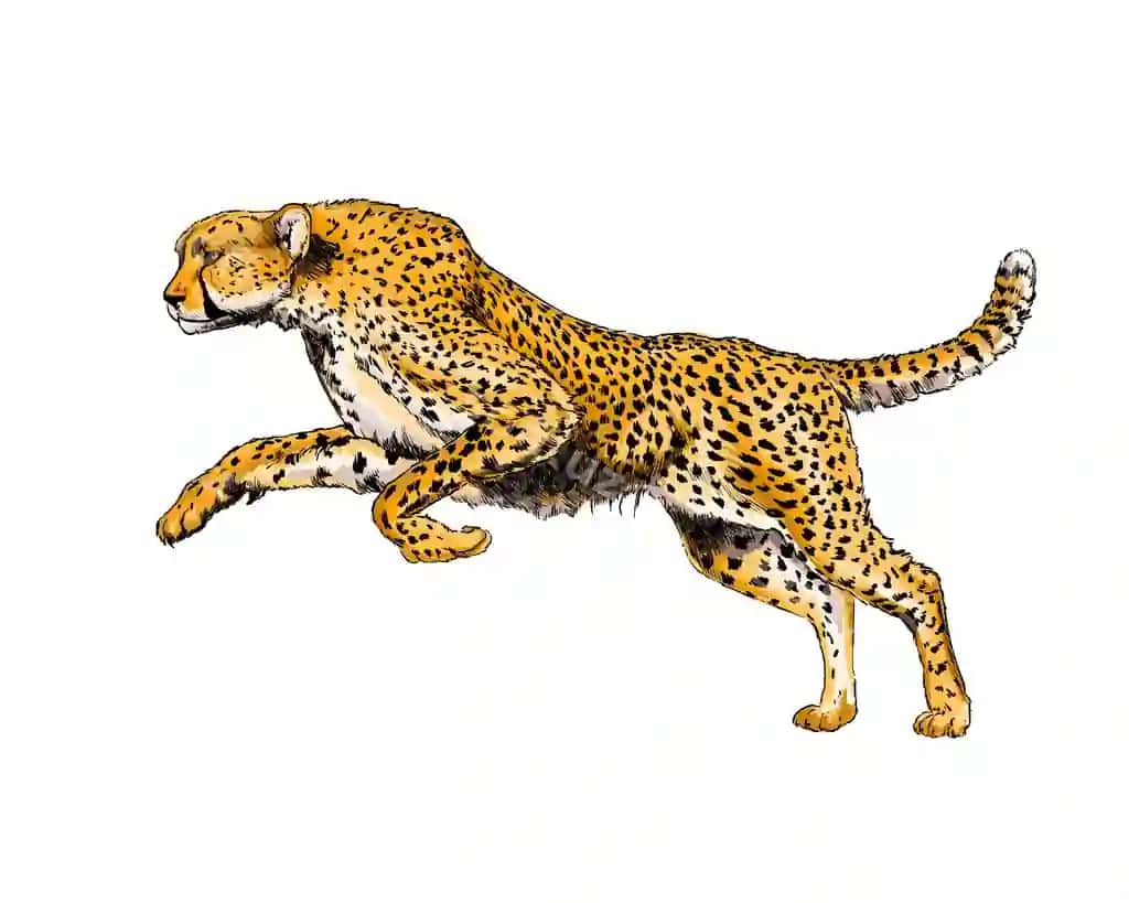 Akvarel gepard oq | Watercolor cheetah white