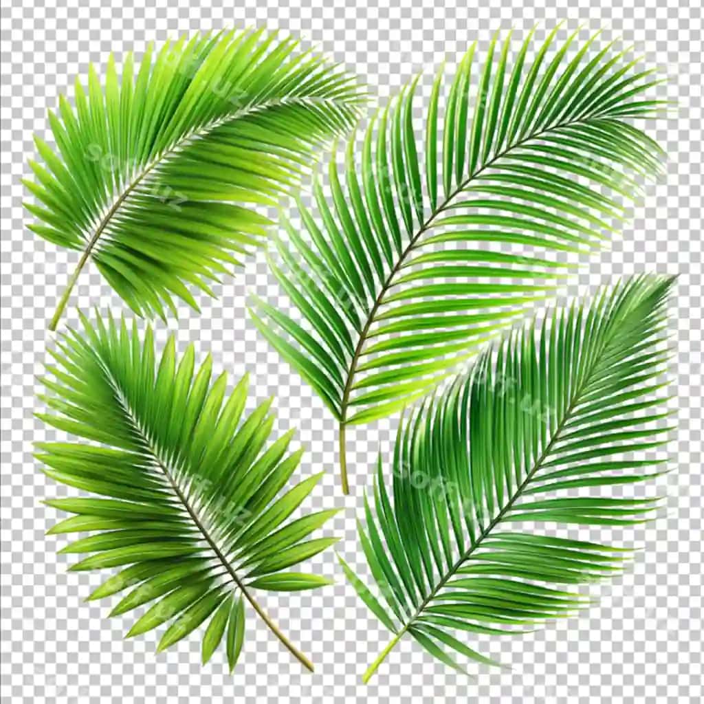 To'plam palm yaproq ajraltirilgan oq fonda | Set palm leaf isolated white background