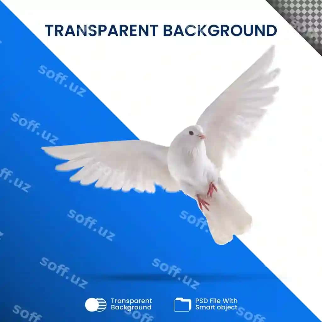 Oq kaptarlar shaffof | White pigeons transparent