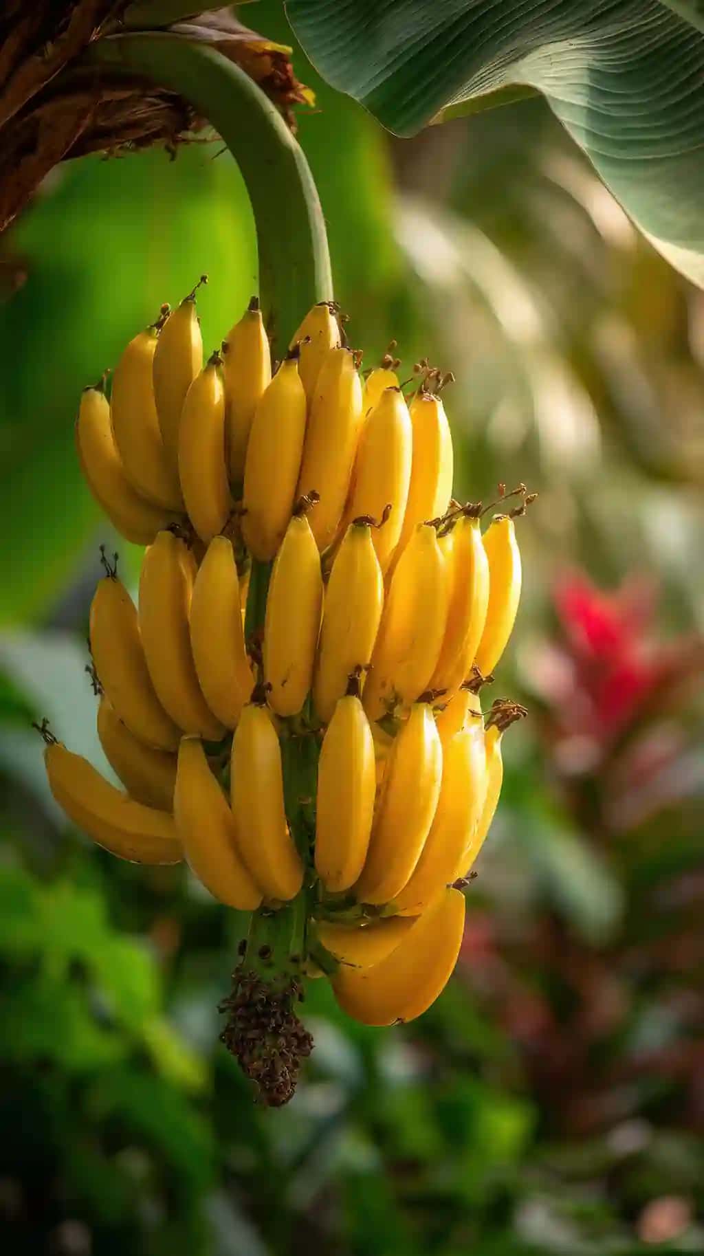 Tropik banan daraxtiga osilgan jonli dada pishgan sariq banan | Vibrant bunch ripe yellow bananas hanging from tropical banana tree lush agricultural