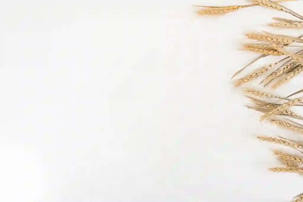 Buğum oq stol orqa fonda yuqori ko'rinish | Wheat white table background top view