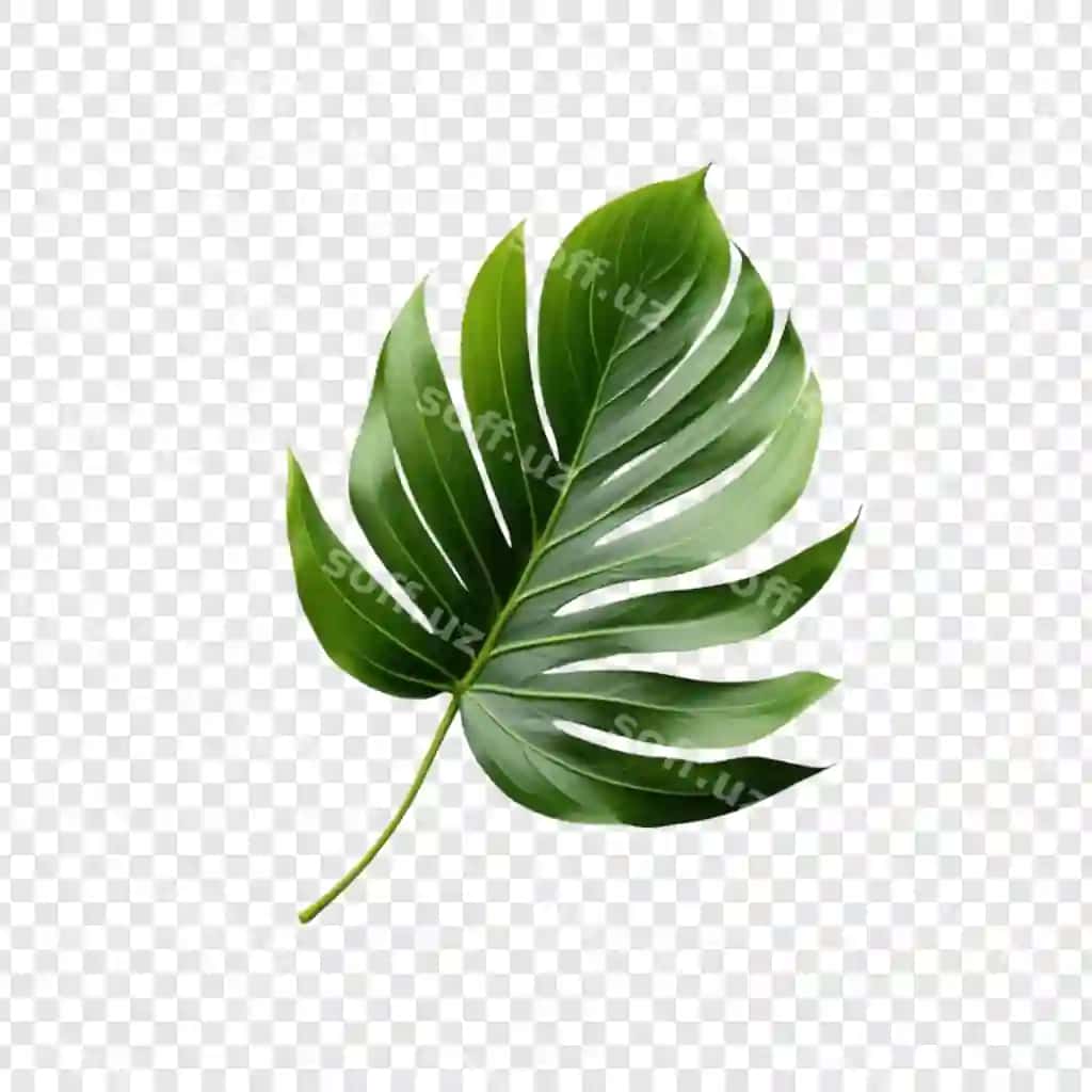 Bitta zirav yashil tropik monstera varaqi ajraltirilgan orqa fonda | Single lush green monstera leaf tropical plant isolated background