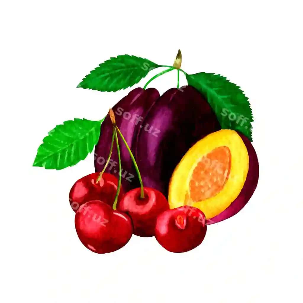 Pishgan olxo'ri qizil gilos bilan akvarel rasmi, izolyatsiya qilingan oq fon | Watercolor drawing with ripe plums red cherries isolated white background