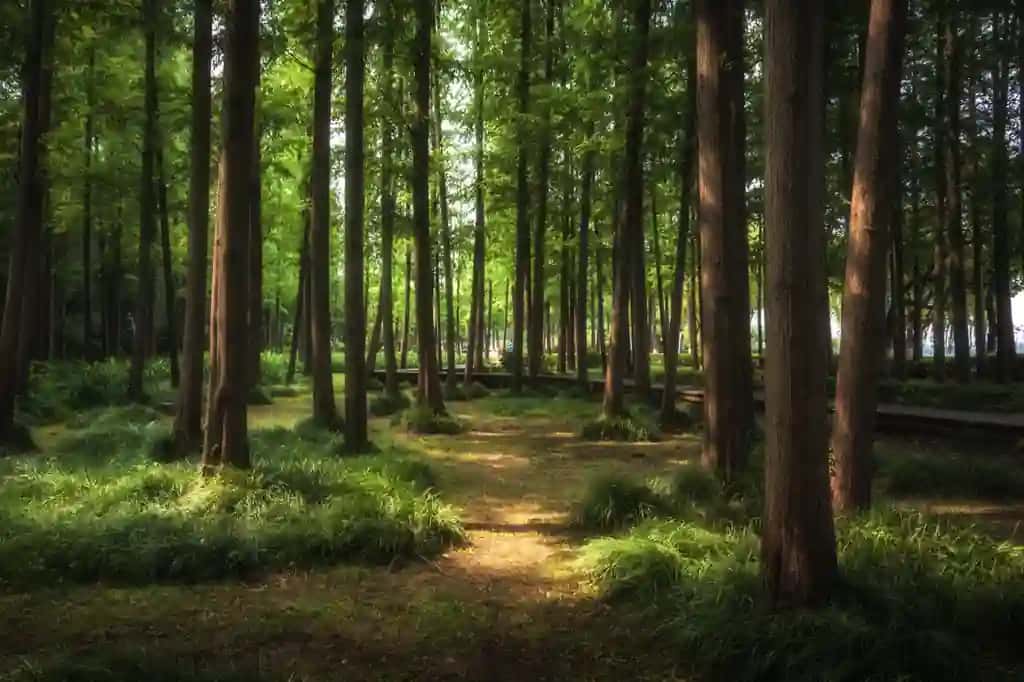 Yashil o'rmon manzarali go'zal shahar | Nice green forest landscape city