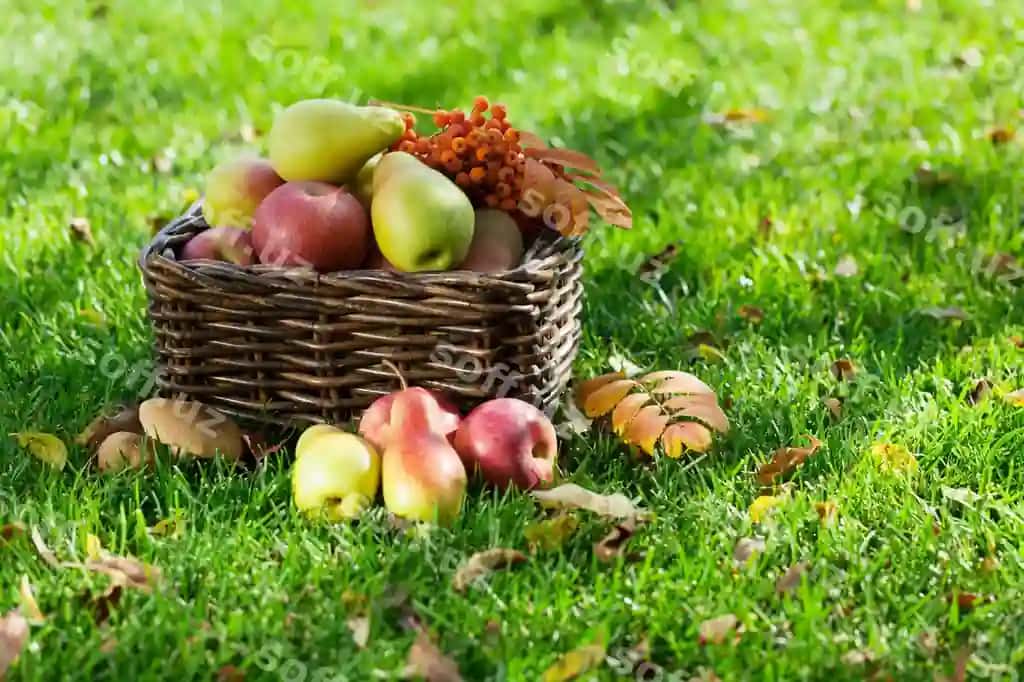 Guruchlik ovqat | Autumn food