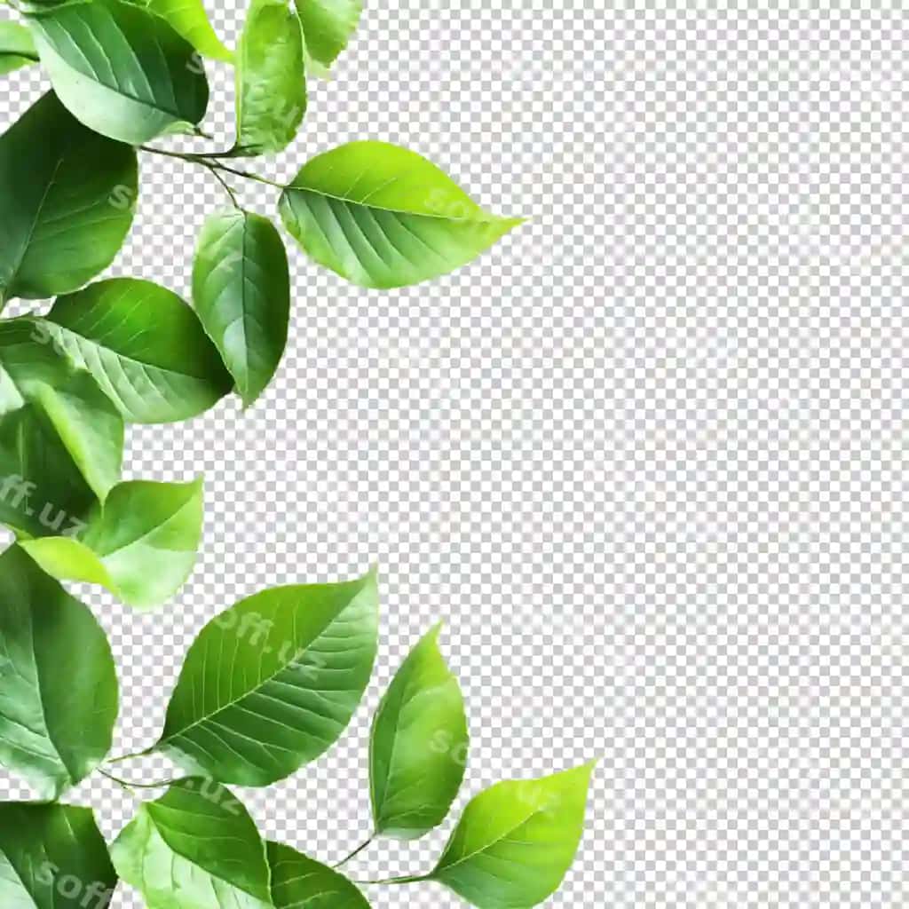 Sovuq suv suvni tark etadi, bir nechta yashil barglar, yashil barg chet, ajralangan | Splash leaves water several green leaves green leaf border isolated