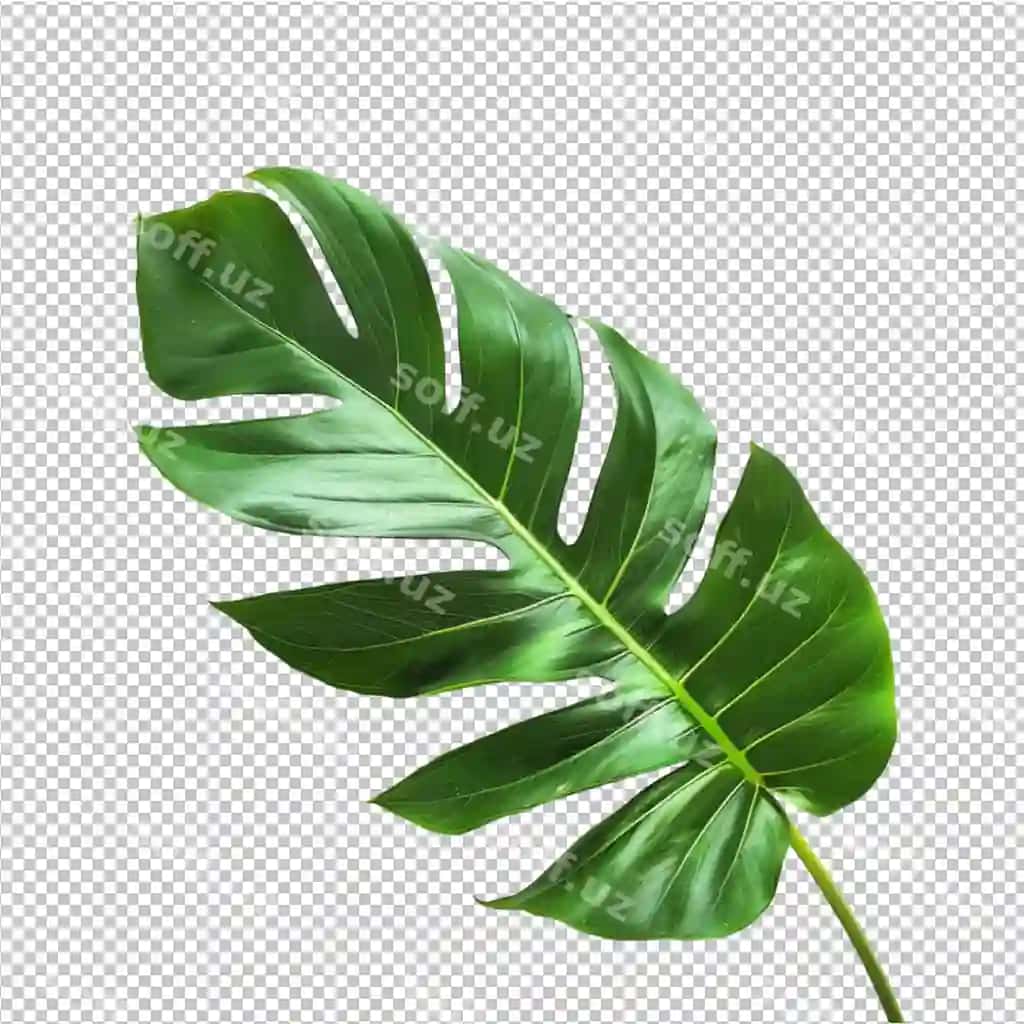 Png tropik dam olish foni | Png tropical leave background
