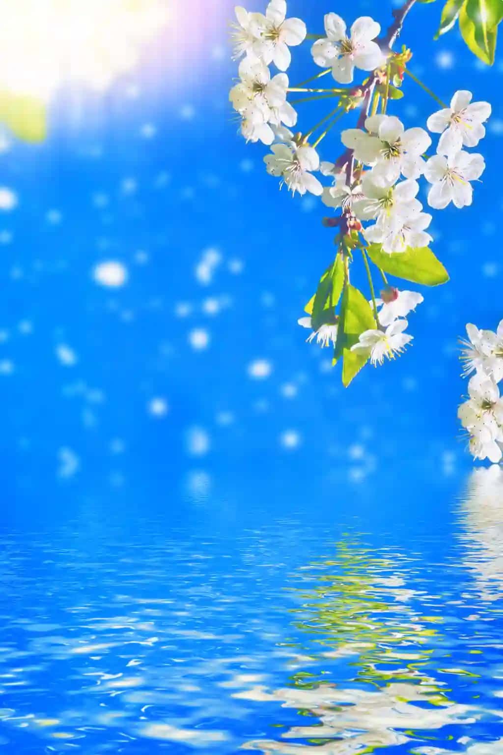 Gullaydigan shox gilos yorqin rangli bahor gullari | Blossoming branch cherry bright colorful spring flowers