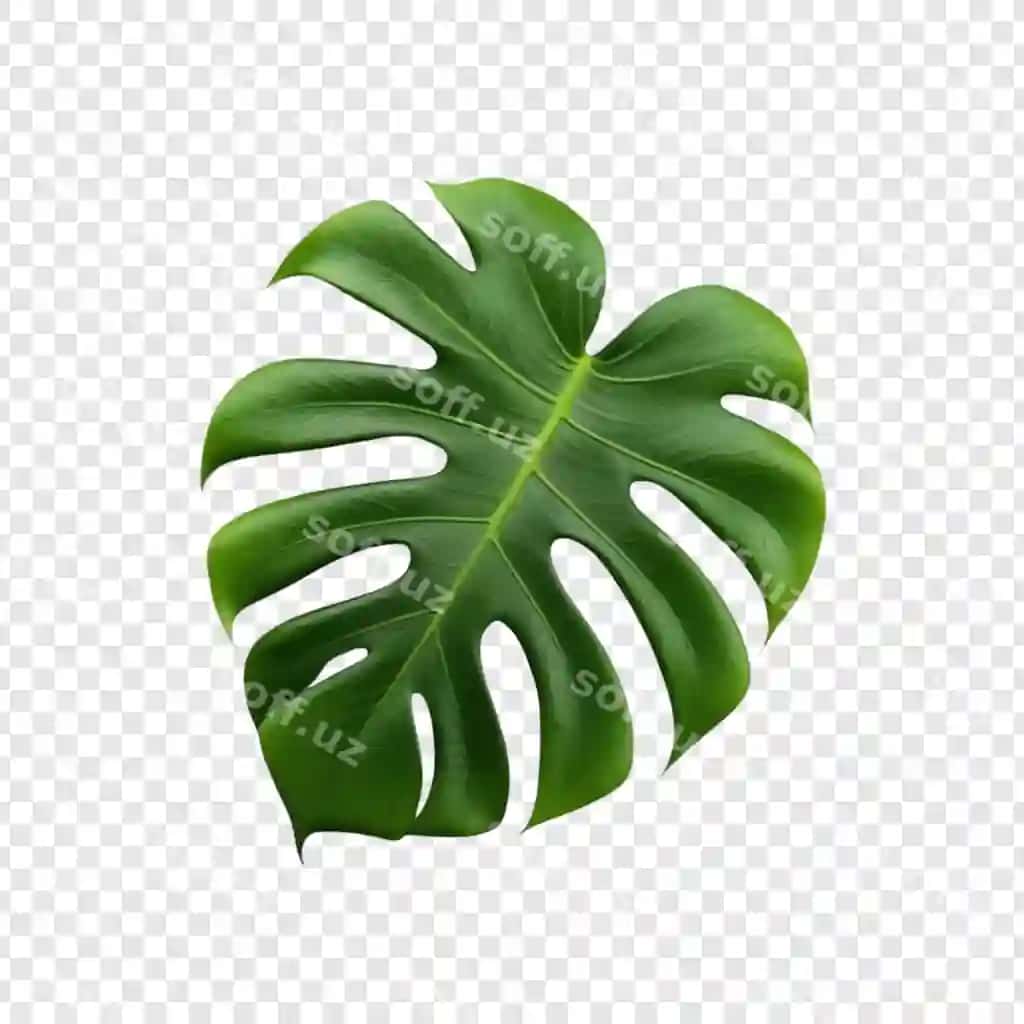 Boyeviy yashil monstera bargi, tropik ahom, eksotik yaproq, tabiiy chiroy | Lush green monstera leaf tropical plant exotic foliage natural beauty