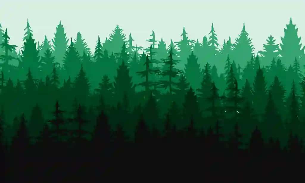 Qarag'ay o'rmoni tabiiy landshaft silueti foni | Pine forest natural landscape silhouette background