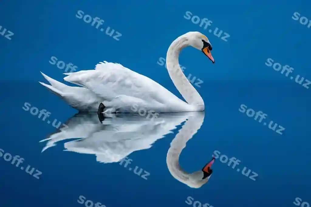 Oq qaz ko'k orqa fonda aks ettirish bilan yuqori sifat yuqori harakat | White swan blue background with reflection high quality high resolution