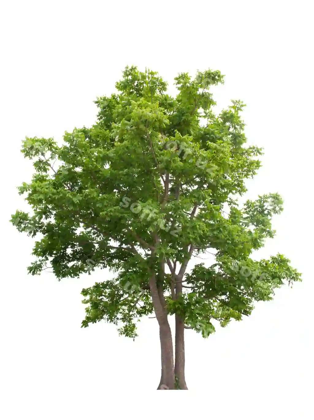 Yoshulgan daraxt oq fondaan | Tree isolated white background