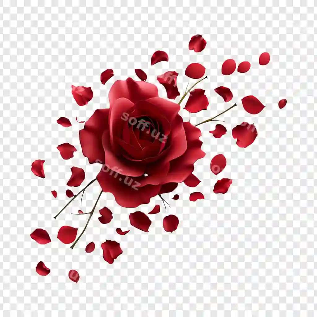 Qizil gul, olinadigan baxmalar bilan | Red rose with falling petals