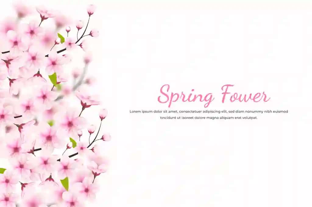 Haqiqiy gullaydigan olcha gullari gul barglari gilos gullari | Realistic blooming cherry flowers petals illustrationcherry blossom