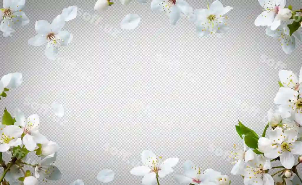 Psd olcha gul shoxlari kesish yo'li izolyatsiya qilingan olcha guli | Psd cherry blossom branches clipping path isolated cherry blossom
