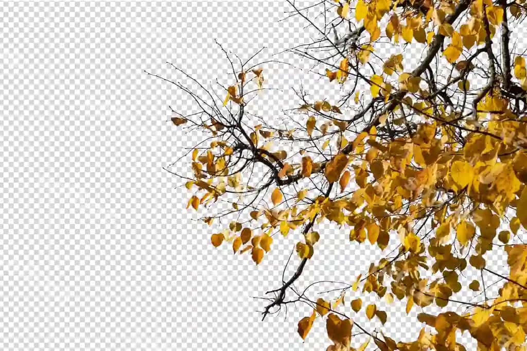 Shaffofga qarshi jonli sariq barglari bilan kuzgi daraxt shoxlari | Autumnal tree branches with vibrant yellow leaves against clear