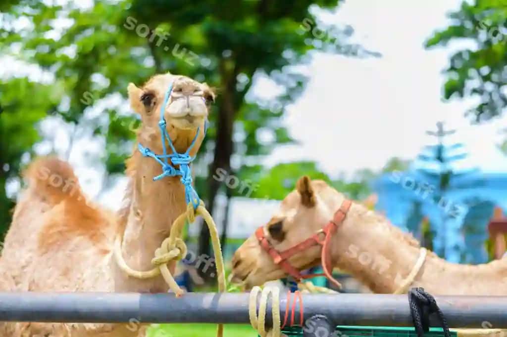 Tuyaning kulayotgan yuzi | Camel s smiling face