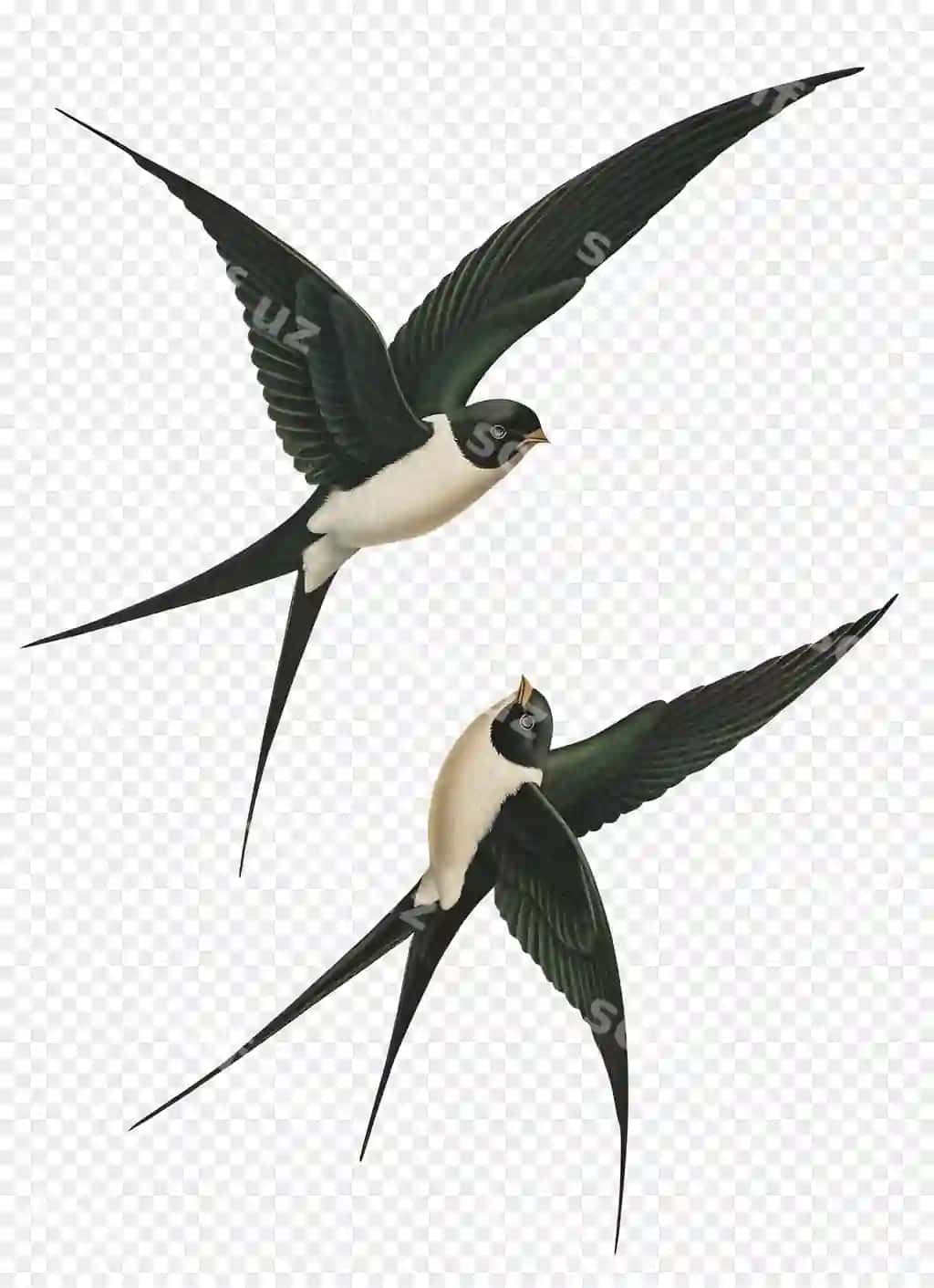 Parastishlar uchadigan juftlik ajraltirilgan shaffof orqa fonda eski uslubdagi illustratsiya | Pair flying swallows isolated transparent background oldstyle illustration